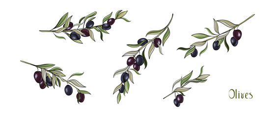 Set with Olives branches. Hand drawn illustration black olives isolated on white background. For design label oil, health care products, organic natural cosmetics. Vector.