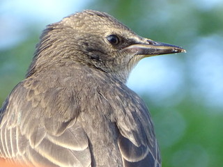 Starling