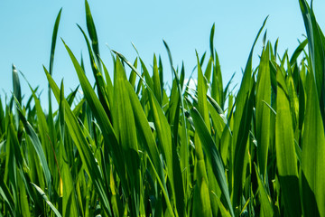 Green grass on blue sky background