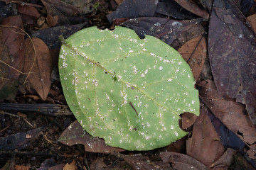 Close up view of a moldy leaf on a forest floor
