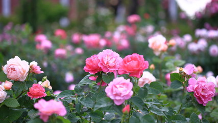 赤とピンクのバラ