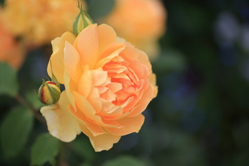 オレンジ色のバラ