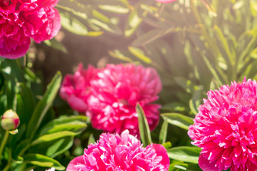 Pink flowers in a field with sunlight and space for text