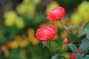 赤いバラ