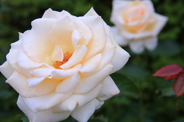 白いバラ