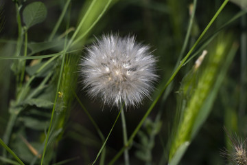 Dandelion surrounded by green grass.