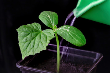 Green cucumber seedling, pouring with water from a jug in small pot on black background.Cucumber...