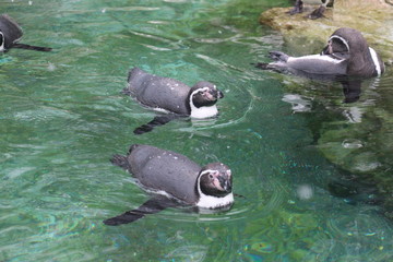 sea lions in the water