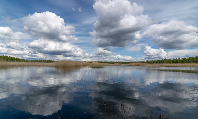 a developed bog lake, swampy meadows and bogs wonderful cumulus clouds and reflections in the water, Sedas heath, Latvia