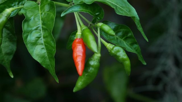 fresh chili peppers in green garden