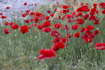 Naklejka premium Poppy field.