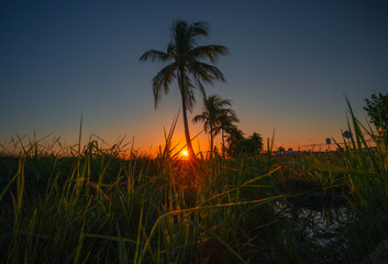 sunrise sun palm tree sunset sky puddle grass lawn landscape tropical silhouette nature sea dusk aquatic beautiful orange prints © Alberto GV PHOTOGRAP