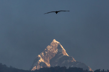 Naklejka premium Eagle flying over sacred mountain of Himalaya, Machapuchare peak. Nepal