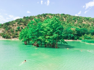 Naklejka premium Cypress grove in the waters of the lake. Beautiful green cypress trunks in water close-up and top view in mountains