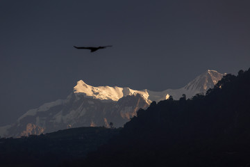 Eagles flying with Himalaya mountains in background. Nepal.