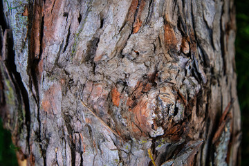 tree bark texture