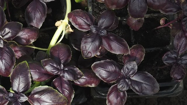 Dark red Basil grows in cups in the garden. Bushes of fragrant Italian seasoning Basil are grown at home.