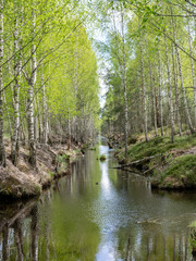 a swamp ditch, white birches along the edges, swamp grass and moss, wonderful reflections in the dark swamp water