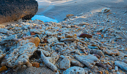 Coral debris washed up on the shoreline, during low tide on a cloudy day in Southeast Asia.