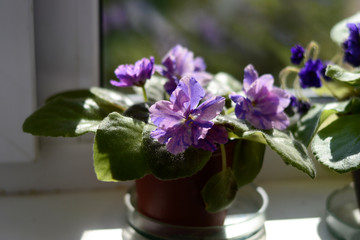 Fototapeta na wymiar violet flowers in a vase on a sunny windowsill