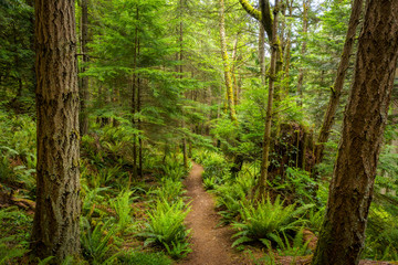 Pacific Northwest Hiking Trail Through a Rain Forest Environment. A beautiful, lush trail lined with sword ferns, fir, and cedar trees during the springtime jolt of greenery. 