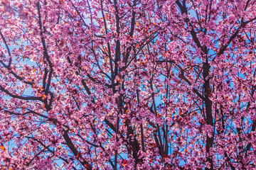 Cherry blossom at Bergamo, Italy 