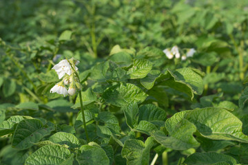Blooming potato plant in the garden.