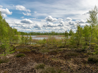 spring landscape in a peat bog, bog texture, Sedas moor, Latvia