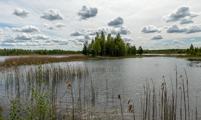 a developed bog lake, swampy meadows and bogs wonderful cumulus clouds and reflections in the...