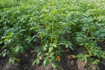 Potato plant in the garden.