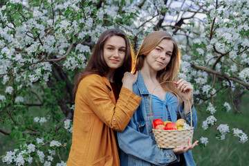 Two beautiful young girls are standing in an Apple orchard. The trees are covered with white flowers and young foliage. In the hands of the girl a basket with red ripe apples. They have smiles.