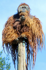 Macho adulto de orangután (Pongo pygmaeus) en un zoo.