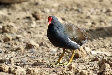 Common Moorhen (Gallinula chloropus) on the ground.