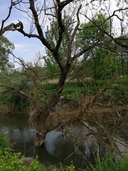 typical  chanching the way from the river