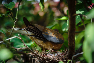 birds nest