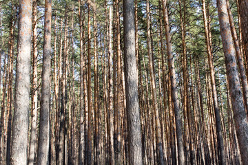 Fototapeta premium tall pine trees in the forest