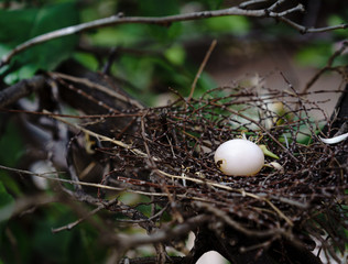 a birds nest