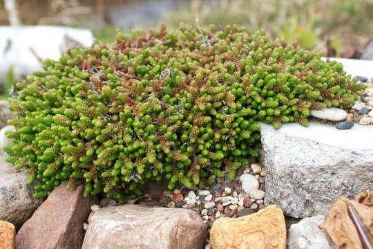 
close-up photograph of a plant on stones