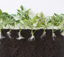 Agriculture. Earthworms, beneficial and living in the soil. Helping to loosen the earth.