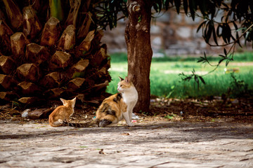 Fototapeta premium Cats Old town Budva Montenegro travel journey trip recreation summer spring