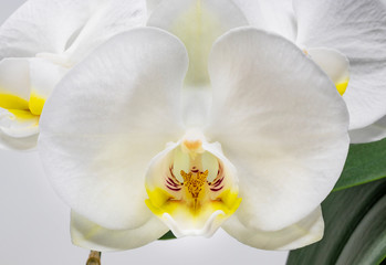 Naklejka na ściany i meble The beautiful flower of white orchid. Macro photograph of a flower detail, isolated on white background. Magnification, enlargement, blow-up, close up.