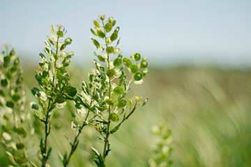a Bush of grass growing in a field at dawn