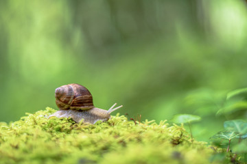 Snail on the moss vintage lens rendering