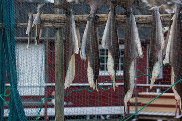 Stockfish (cod), process of stockfish cod drying during winter time on Lofoten Islands, Norway, norwegian traditional way of drying fish in cold winter air on wooden drying rack