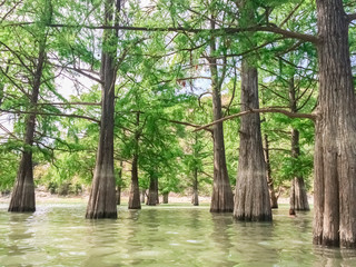 Cypress grove in the waters of the lake. Beautiful green cypress trunks in water close-up and top view in mountains