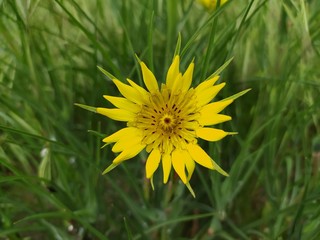 Yellow flower on a green background 2