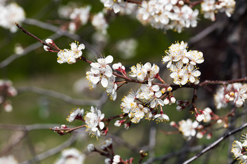 Cherry tree branch with blossoming flowers