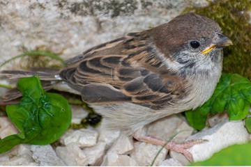 Passero domestico