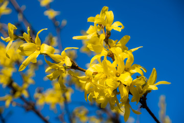 Flowering Forsythia branches on a blue background. Blooming yellow bushes. Yellow flowers on a branch.