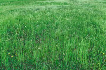 Grass in the meadow
